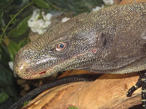 Crocodile Monitor For Sale, Crocodile Monitor For Sale Cheap, Crocodile Monitor For Sale Near Me, Crocodile Monitor For Sale Canada, Crocodile Monitor For Sale Europ, Crocodile Monitor For Sale Usa, Crocodile Monitor For Sale Uk, Baby Crocodile Monitor For Sale, How Much Do Crocodile Monitor For Cost